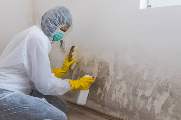 Certified Mold Removal in Cobb Island, MD