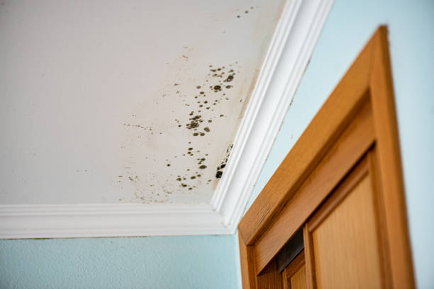 Best Mold Damage Repair  in Cobb Island, MD