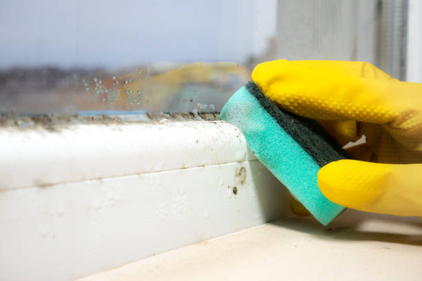 Best Same-Day Mold Removal  in Cobb Island, MD