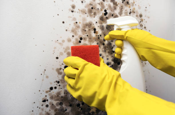 Best Black Mold Removal  in Cobb Island, MD