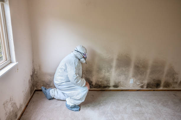 Best Certified Mold Removal  in Cobb Island, MD